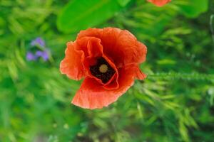 papaver rhoeas, allmänning, majs, Flandern, röd vallmo, majs reste sig, fält är blommande växt vallmo familj papaveraceae. bin samla pollen från papaver rhoeas. honung växter ukraina. foto