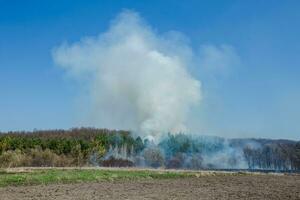 storskalig skog brand. brinnande fält av torr gräs och träd. tjock rök mot blå himmel. farlig effekter av brinnande gräs i fält i vår och höst. foto