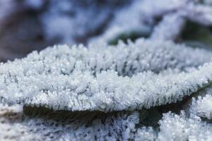 löv av växter täckt med is kristaller. frost på jord. först frost. kall säsong. falla kall. foto