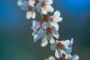 blomma av nanking körsbär prunus tomentosa foto