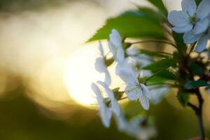 vit blommor körsbär träd. vit blommor körsbär träd. blommor körsbär träd blommat ut. honung och medicinsk växter ukraina. blommande frukt träd. foto