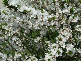 buske med blommor prunus tomentosa nära uppgång byggnad i de stad. många grenar av körsbär blommor i vår. foto