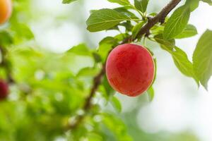 körsbär plommon eller myrobalan prunus cerasifera röd mogen drupa, sten frukt av på grenar av träd i sommar. fruktträdgårdar under skörda av frukter. foto