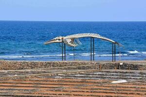 en stor fisk skelett är på visa i främre av en strand foto
