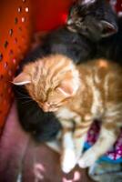söt och övergiven kattungar hitta skydd i en plast låda. foto