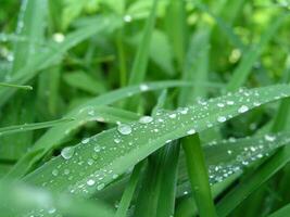 droppar av dagg på de grön gräs. naturlig bakgrund - grön gräs efter regn stänga upp. foto