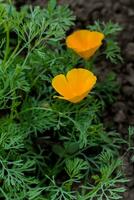 två orange blomma eschscholzia californica i en rabatt. landskapsarkitektur. trädgård blommor. foto