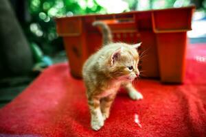 nyfödd röd kattunge preliminärt tar dess först steg in i de värld. övergiven och sökande en kärleksfull Hem foto