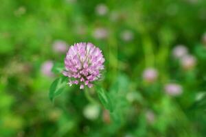 klöver blomma stänga upp. abstrakt bakgrund. foto