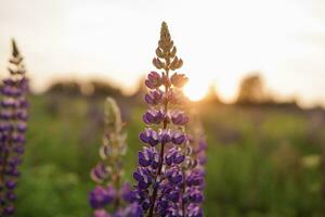 foton av lupin blommor i natur