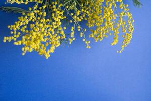 vår konsert. mimosa på en blå bakgrund. mimosa närbild. Lycklig vår. foto