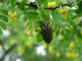 cockchafer på en buske med gul blommor caragana arborescens i de månad av Maj. honung växter ukraina. samla pollen från blommor och knoppar foto