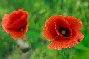 papaver rhoeas, allmänning, majs, Flandern, röd vallmo, majs reste sig, fält är blommande växt vallmo familj papaveraceae. bin samla pollen från papaver rhoeas. honung växter ukraina. foto