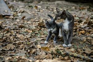 trefärgad mamma katt med kattunge på torr höst löv i de bakgård av de hus. foto