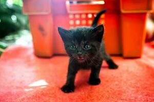 dyrbar, nyligen född svart kattunge tar dess första steg, fylld med nyfikenhet. dessa övergiven kattungar hoppas till hitta en värma och kärleksfull familj foto