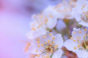 blommor av körsbär plommon eller myrobalan prunus cerasifera blomning i de vår på de grenar. designer tonade i violett. foto