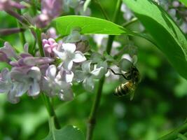en honung bi samlar pollen från lila i de månad av Maj. honung växter ukraina. samla pollen från blommor och knoppar foto