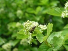 honung bi på en blomma kalk. honung växter ukraina. samla pollen från blommor och knoppar foto