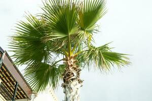 lång handflatan träd växande på ett exotisk tropisk ö på bakgrund av ljus blå himmel. foto