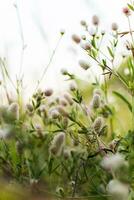 trifolium arvense på de blommor i de gräs foto