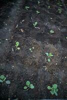 kål fröplanta oväxtlig trädgård på svart jord foto