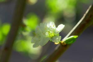 vit med rosa blommor av de körsbär blommar på en vår dag i de parkera foto