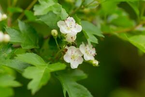 crataegus sanguinea redhaw hagtorn vit blommor och röd bär på grenar. blomning sibirisk hagtorn Begagnade i folk medicin till behandla hjärta sjukdom och minska kolesterol i blod foto