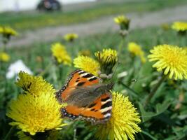 orange fjäril samlar nektar från maskros. honung växter ukraina. samla pollen från blommor och knoppar foto