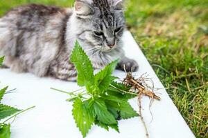 allvarlig grå katt utanför rum på de gräs lögner böjd ben. verklig fotografi av medicinsk växter i en hus med djur. nässla rot på skärande styrelse. lamium album, vit nässla eller vit död-nässla foto