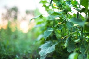 gurka äggstock och gul blomma. gurka cucumis sativus i de vegetabiliska trädgård med äggstock påkörning med löv. gurka i trädgård är bunden upp på spalje. foto