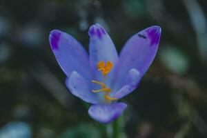 krokus, krokusar eller croci den där blooms i de äng. foto