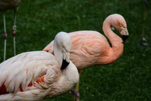 två flamingos är stående i de gräs foto