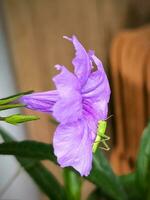 ruellia tuberosa blommor också känd som minnieroot, feber rot, lejongap rot och får potatis foto