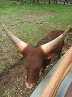 ankole longhorn nötkreatur eller bos taurus taurus watusi är ett afrikansk nötkreatur med mycket stor horn foto