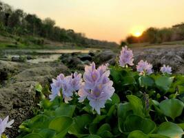 vatten allmänning hyacint eller pontederia crassipes blommor blomma på sommar foto