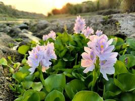 vatten allmänning hyacint eller pontederia crassipes blommor blomma på sommar foto