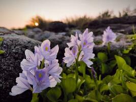 vatten allmänning hyacint eller pontederia crassipes blommor blomma på sommar foto