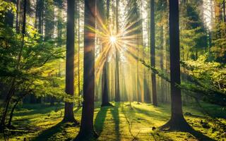 ai genererad förtrollade skogar, en symfoni av solstrålar foto