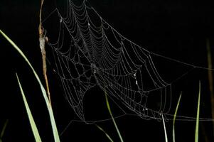 spindelnät på svart bakgrund foto