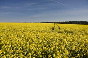 våldta vår landskap foto