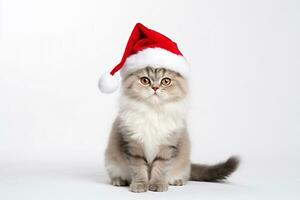 söt katt bär santa claus hatt porträtt foto
