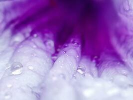 regn droppar på en lila blomma foto