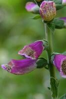 vit blomma av dekorativ Linné bland grön löv foto