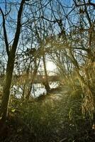 de Sol lyser genom de träd i en skog foto