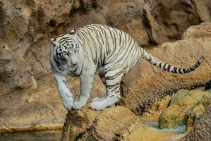 vit tiger stående på stenar nära vatten foto