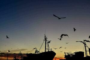 fåglar flygande över en hamn på solnedgång foto