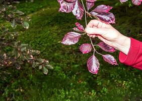 vår lövverk av de lila dawick bok eller fagus sylvatica i de botanisk trädgård. foto