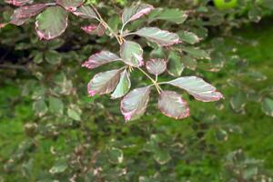 vår lövverk av de lila dawick bok eller fagus sylvatica i de botanisk trädgård. foto