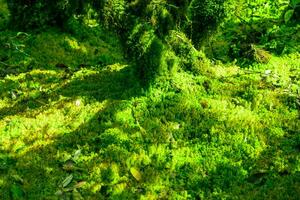 solbelyst vitmossa mossa i träsk skog. natur landskap. grön torv mossa. kol kvarstad. mossa bevarande. mossa ekologi. torvmark kol lagring. vitmossa livsmiljöer. reservoar av de skog. foto