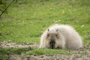 capybara är vilar i en clearing foto